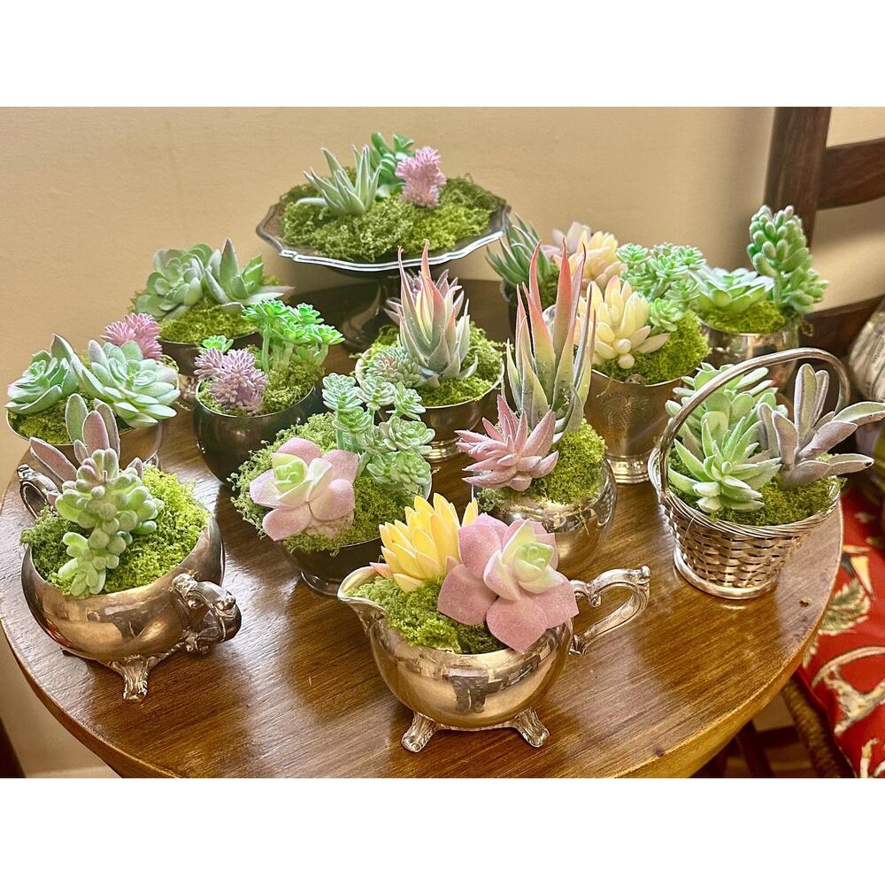 Vintage silver plate items with moss and succulents. 25.00 each
